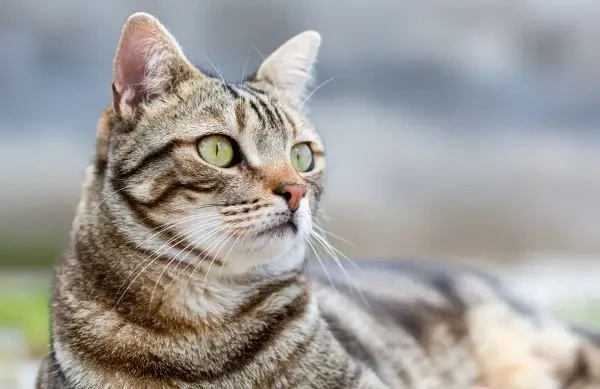 FDA aprobă utilizarea de urgență a medicamentului Credelio Cat pentru combaterea New World Screwworm la pisici