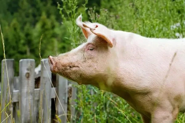 Un studiu nou explică modul în care Streptococcus suis pătrunde în creier și provoacă meningită