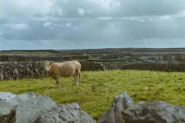 Restricții suplimentare în Irlanda de Nord din cauza bolii limbii albastre