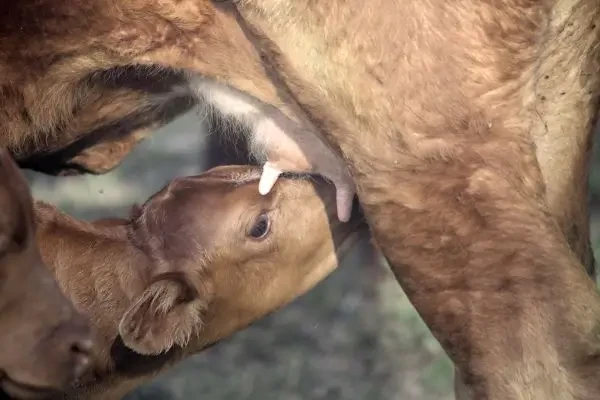 Caz rar descris la bovine: anomalii ale cordonului ombilical asociate cu întârzierea dezvoltării fetale