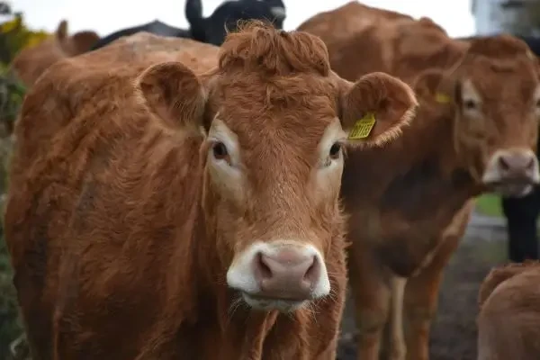 Unele variante recente ale virusului gripei aviare H5N1 se adaptează mai bine la bovine, arată un studiu