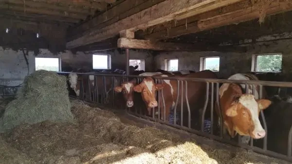 Scăderea mineralelor din siloz afectează vacile gestante în Marea Britanie