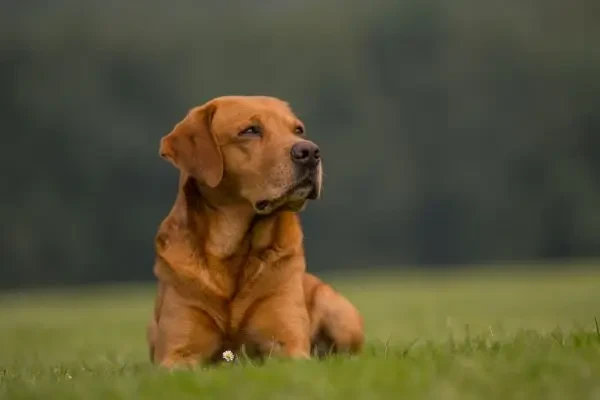 Un nou tratament pentru parvoviroza canină primește aprobare completă în SUA