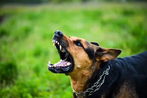 Ordin nou ANSVSA: recoltare anuală de sânge la câinii vaccinați antirabic, pentru verificarea imunizării