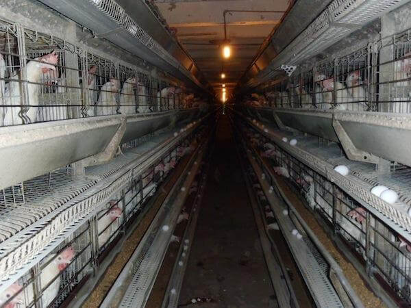 Ferma gaini VIER PFOTEN