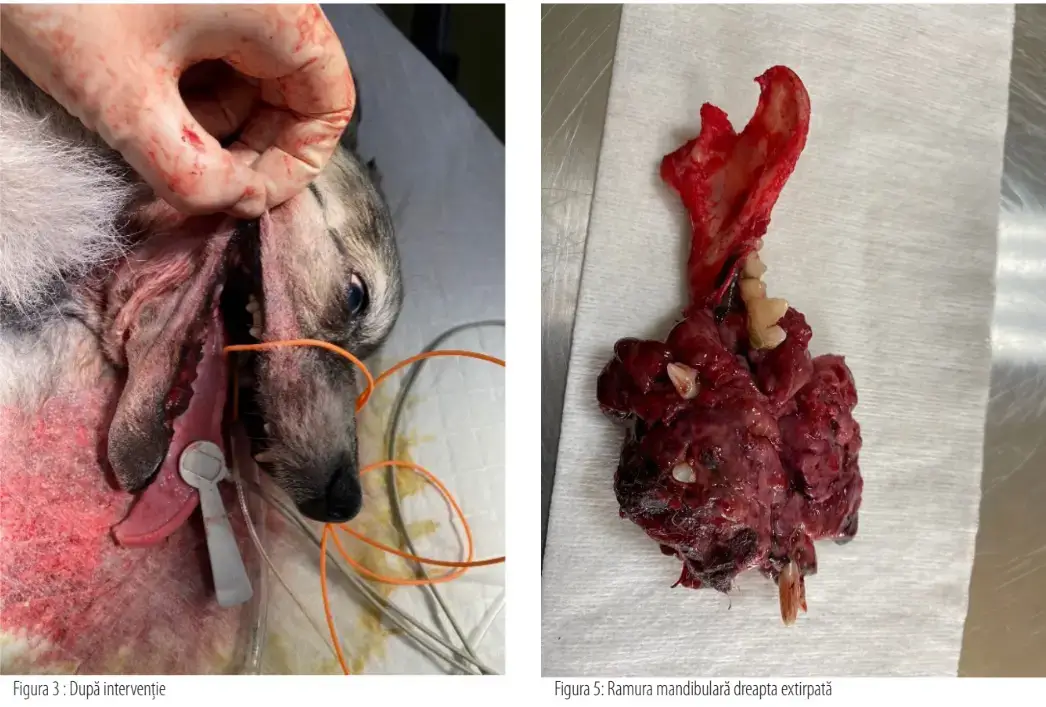 Screenshot 2025 02 13 110755