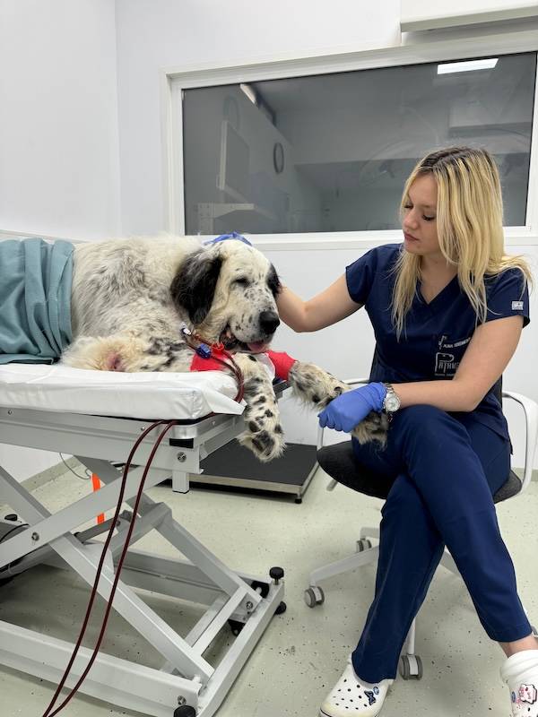 alina stefanescu interviu veterinarul.ro