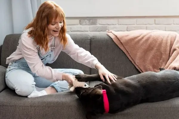 Noile generații schimbă modul în care funcționează serviciile pentru animale de companie