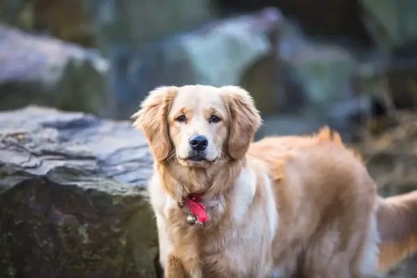 Cum afectează traumele timpurii comportamentul câinilor: concluziile unui studiu Harvard