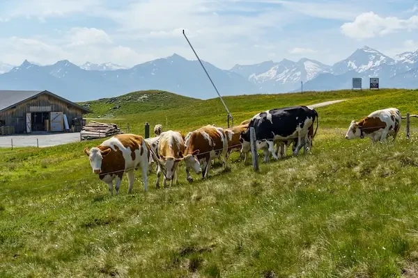 DNC: Ordinul Național al Medicilor Veterinari din Franța lansează un apel la mobilizarea medicilor veterinari voluntari