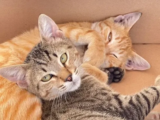 Feline Veterinary Medical Association publică ghiduri pentru îngrijirea dentară a pisicilor