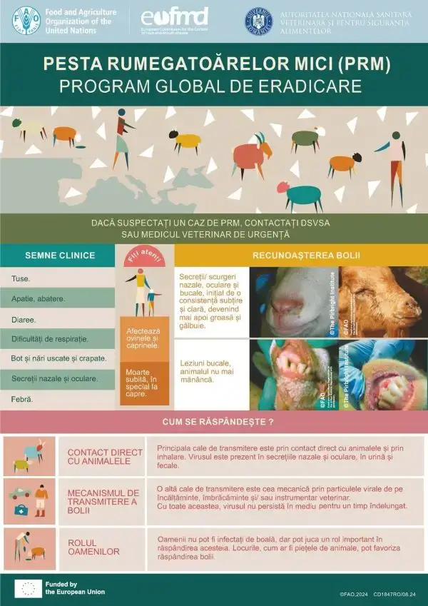 infografic pesta micilor rumegătoare