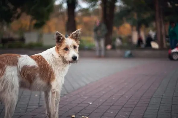 O nouă metodă ajută la identificarea rapidă a flebotomilor și a paraziților Leishmania