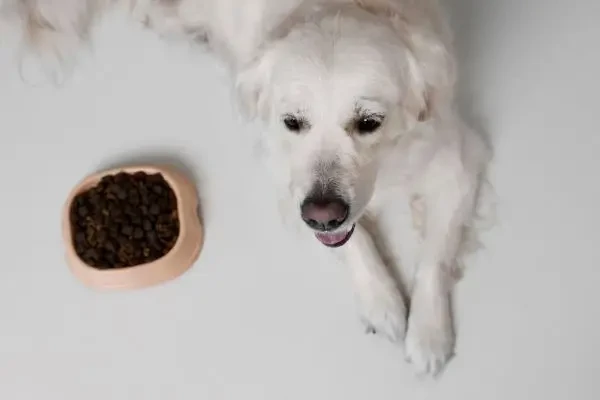 Riscuri nutriționale ale dietelor pentru câini gătite acasă