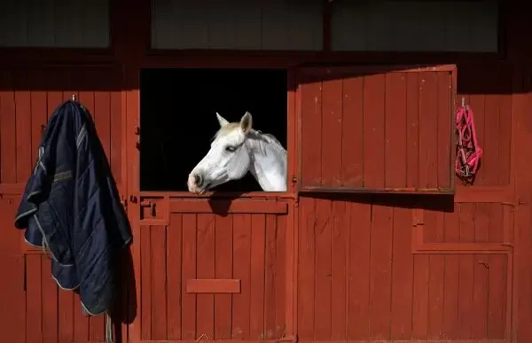 Obiectele simple pot îmbunătăți starea de bine a cailor ținuți în grajd