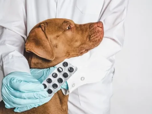 BSAVA lansează ediția a 12-a a Small Animal Formulary, una dintre cele mai utilizate resurse clinice veterinare