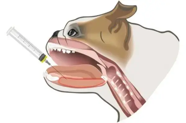 interventie caini brahicefalici