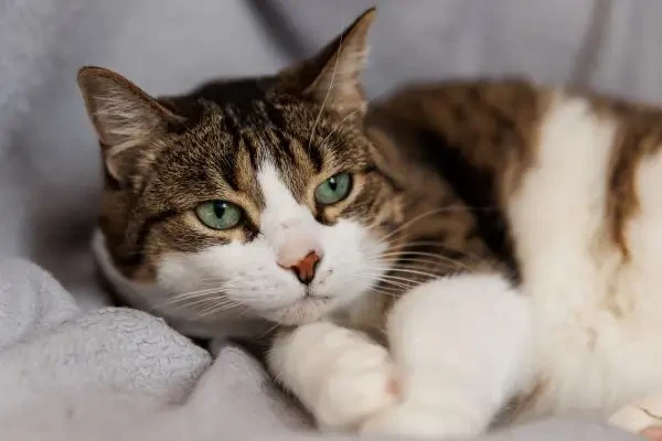  Studiu: un nou biomarker și posibilă țintă terapeutică pentru osteoartrita la pisici