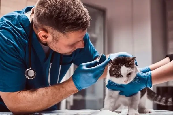 Presiuni crescute pentru revizuirea regulilor de prescriere veterinară în Marea Britanie: costul tratamentelor, în centrul dezbaterii