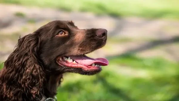 Un nou studiu validează un test simplu de urină pentru măsurarea metabolitului serotoninei la câini