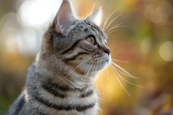 Frunevetmab sub lupă: analiză FDA privind reacțiile adverse raportate la pisici cu osteoartrită