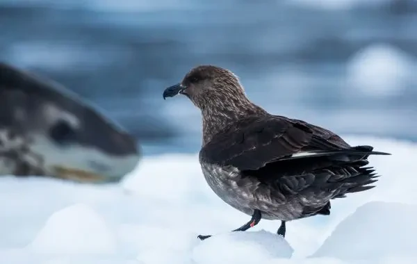 Gripă aviară H5N1, responsabilă pentru moartea a peste 50 de păsări în Antarctica