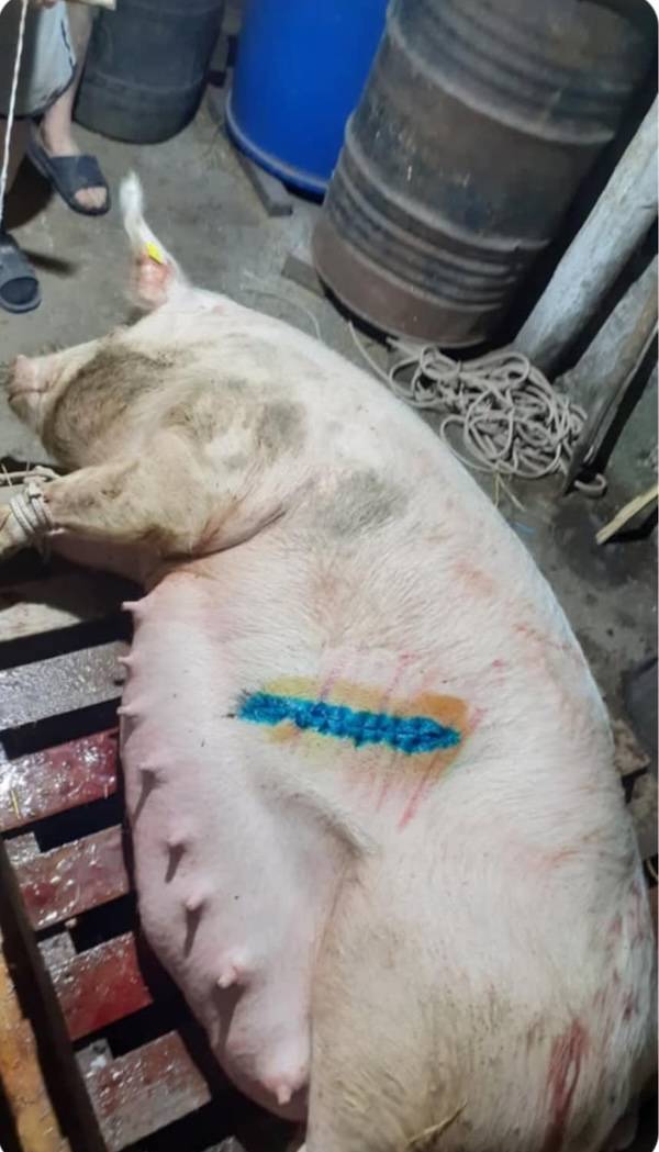 operatie cezariana dan morosanu