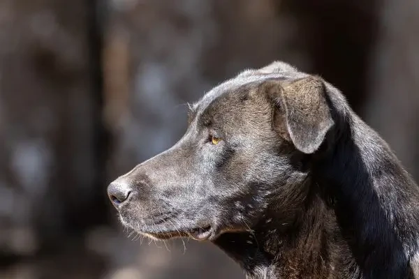 Ghiduri internaționale pentru diagnosticarea sindromului de disfuncție cognitivă canină, publicate de experți în cogniție canină