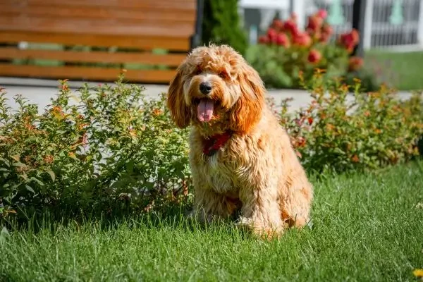 Caz rar de gripă aviară: un câine din Canada a murit după contactul cu o pasăre sălbatică