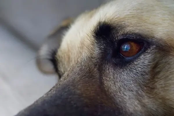 Un instrument bazat pe inteligență artificială ajută la depistarea timpurie a orbirii la câini