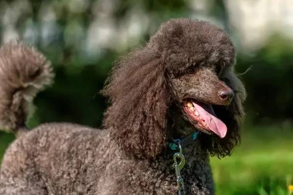 Cercetătorii identifică cauza genetică a pierderii timpurii a vederii la pudelul standard