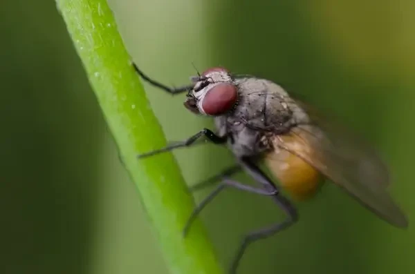 Cercetătorii de la Universitatea din California avertizează asupra resurselor cruciale privind parazitul New World Screwworm