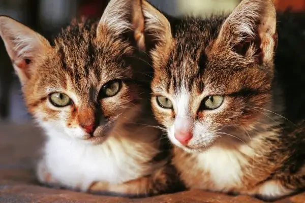 Virbac lansează un supliment pentru susținerea sănătății musculare la pisici