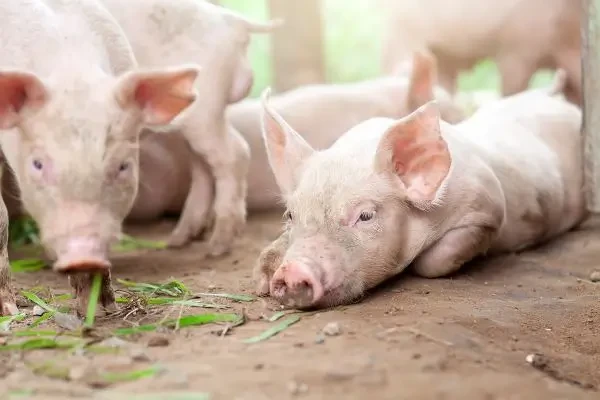 Un mecanism natural al celulelor porcine ajută la combaterea virusului diareei epidemice porcine