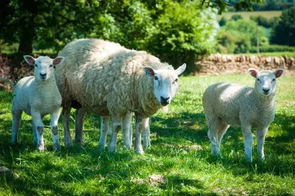 Cercetare europeană privind pesta micilor rumegătoare — medicii veterinari sunt invitați să participe