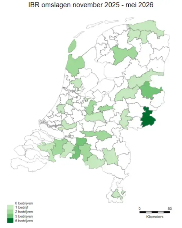 IBR Olanda