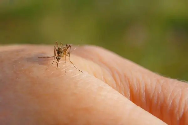 Hărți actualizate privind distribuția țânțarilor, căpușelor și altor vectori de boli în Europa