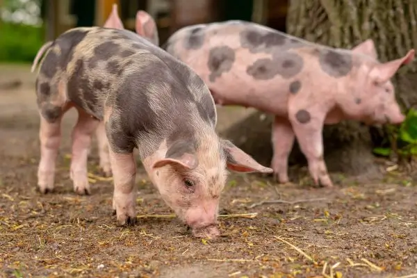 Focar de pestă porcină africană confirmat la o fermă din Ungaria