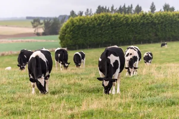 FDA aprobă o extindere a utilizării ketoprofenului injectabil pentru controlul febrei la bovine
