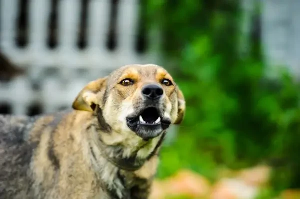 Caz de rabie confirmat în Italia, după importul ilegal al unui câine din Maroc