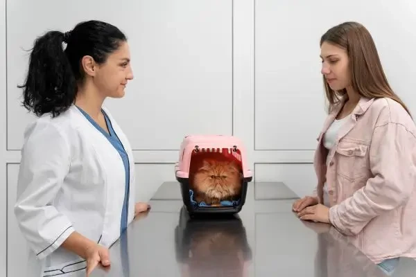 Cum comunici cu clientul: ghid practic pentru medicii veterinari la început de carieră