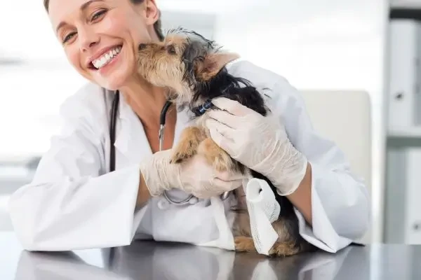 Un nou colegiu european ar putea permite medicilor veterinari generaliști să obțină statut de diplomat