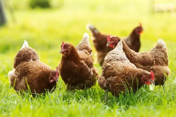 Franța confirmă două noi focare de gripă aviară în ferme domestice după reducerea nivelului de risc