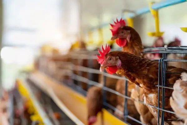 SUA se confruntă cu reapariția gripei aviare H5N1 în fermele de păsări și continuarea răspândirii în fermele de bovine