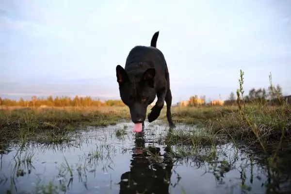 Webinar privind leptospiroza pentru medicii veterinari