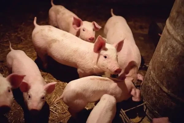 România, responsabilă pentru 81% din focarele de pestă porcină africană din UE în 2025