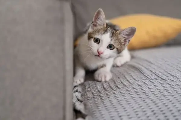 Hill’s Pet Nutrition publică primul raport dedicat dezvoltării și îngrijirii puilor de pisică