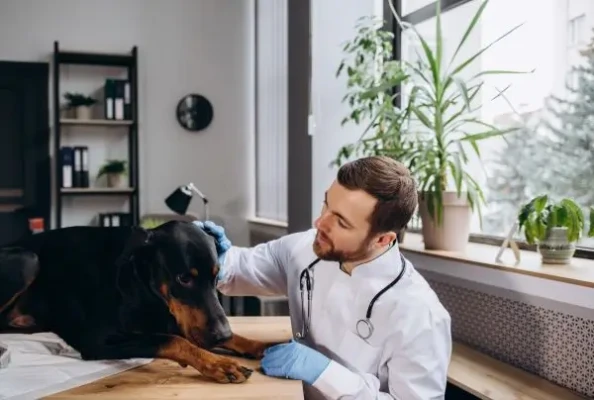 Boehringer Ingelheim și Eko Health lansează un instrument AI pentru detectarea precoce a suflurilor cardiace la câini