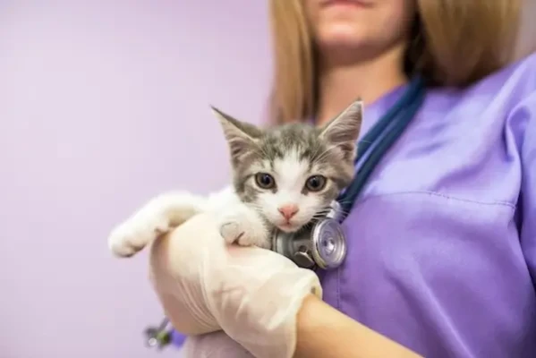 De la animalele de companie la medicina de precizie: studiu publicat în Science evidențiază similitudini majore între cancerele feline și cele umane