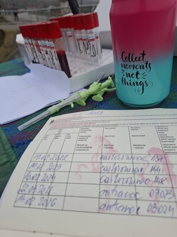 catalina dinu actiuni